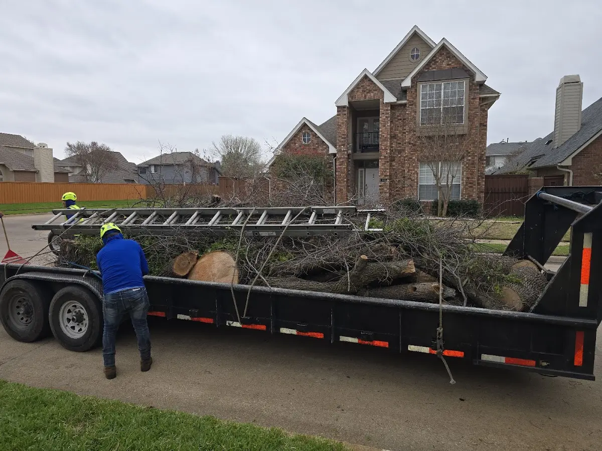 Expert Tree Removal with proper safety equipment in Daisy